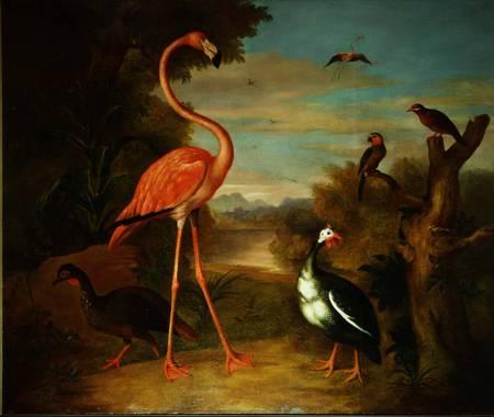 Jakob Bogdani Flamingo and Other Birds in a Landscape Sweden oil painting art